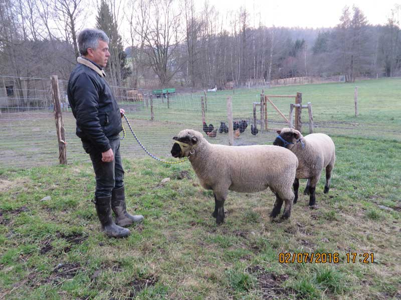 Hans, Sohn von Bock Horst Hans, Sohn von Bock Horst