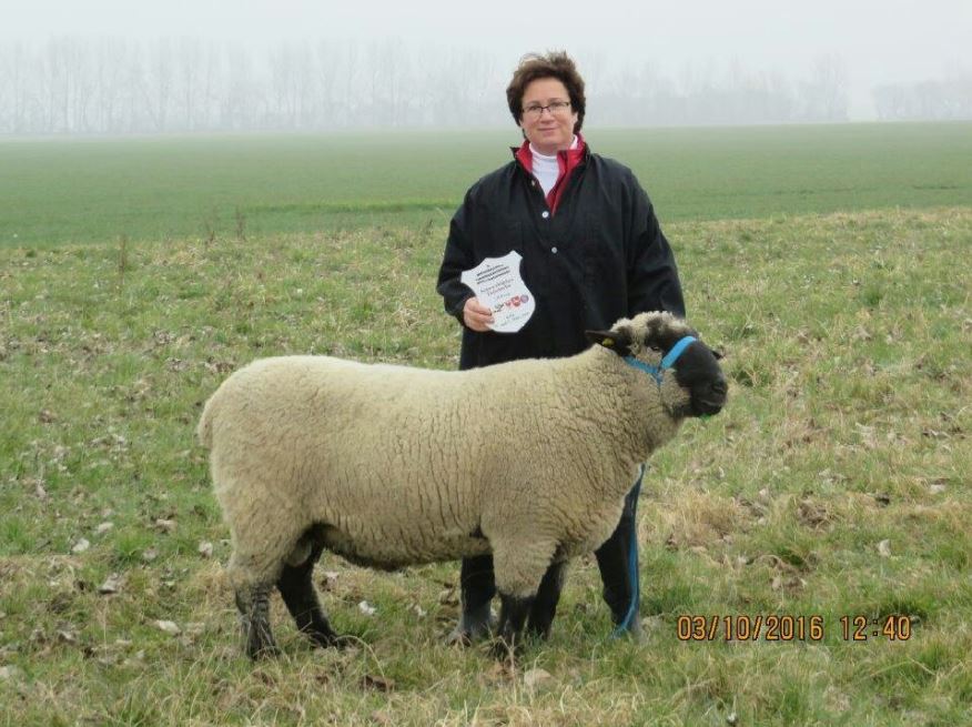 Zuchtbock Schwarzköpfiges Fleischschaf Zuchtbock Schwarzköpfiges Fleischschaf