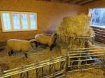 Zwei moderne St&auml;lle mit L&auml;mmerschlupf und Fressfanggittern f&uuml;r jeweils 10-12 Muttern und ihre L&auml;mmer