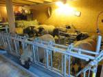Zwei moderne St&auml;lle mit L&auml;mmerschlupf und Fressfanggittern f&uuml;r jeweils 10-12 Muttern und ihre L&auml;mmer